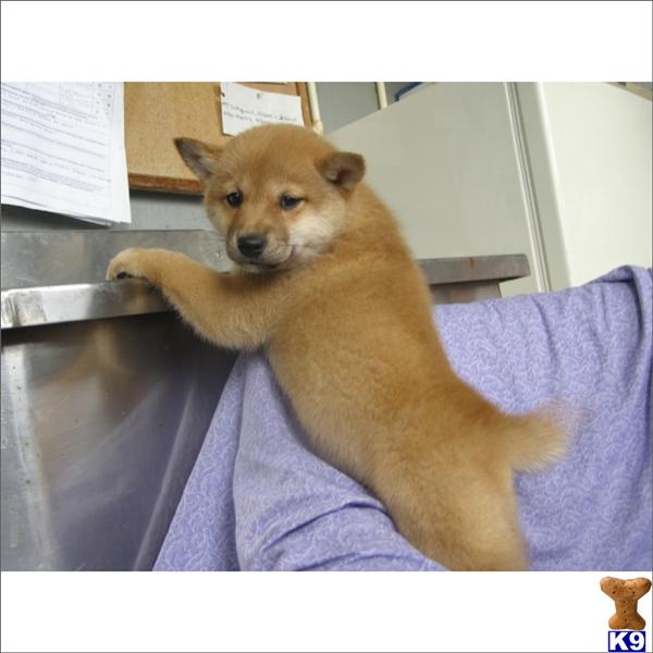 Puppies in Miami
